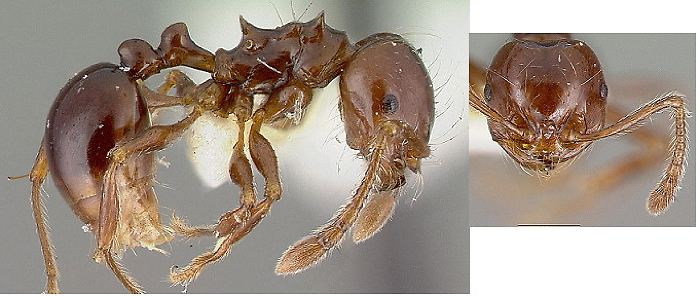 Pristomyrmex The Ants of Africa