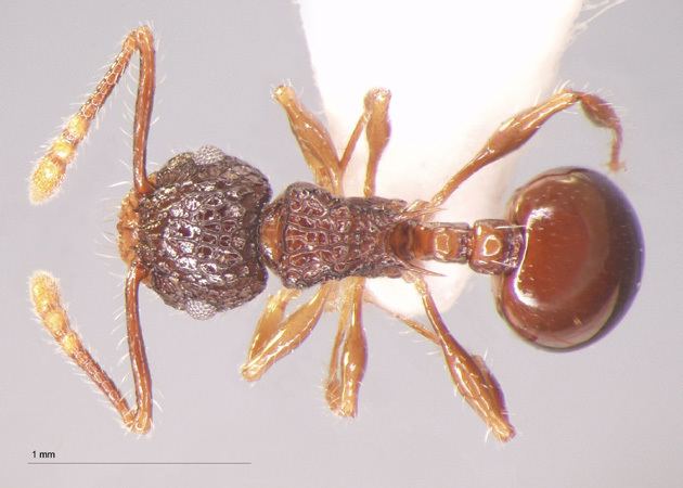 Pristomyrmex Formicidae Myrmicinae Pristomyrmex punctatus Smith 1860
