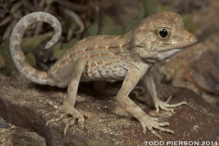 Pristurus Pristurus carteri Carter39s Semaphore Gecko Juvenile from Flickr