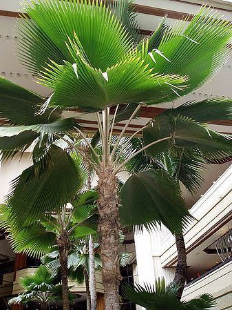 Pritchardia Pritchardia thurstonii Palmpedia Palm Grower39s Guide