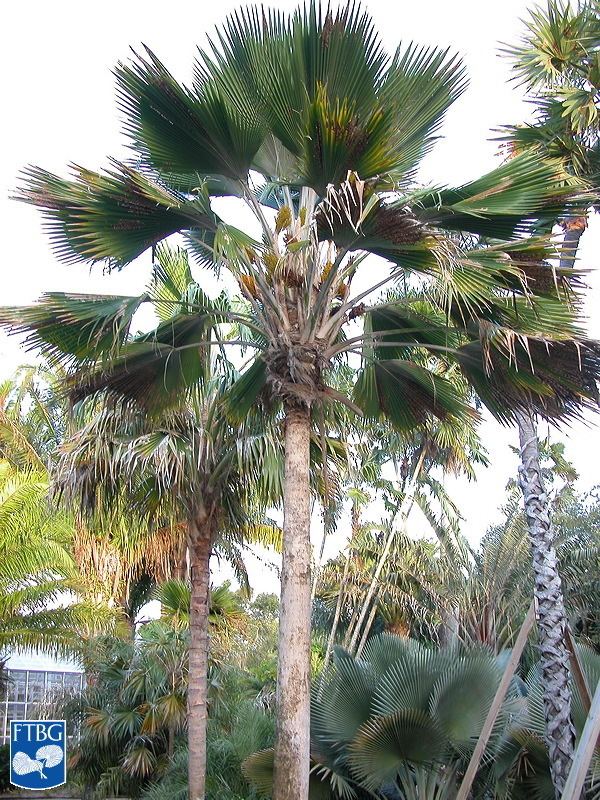 Pritchardia Pritchardia pacifica Identifying Commonly Cultivated Palms