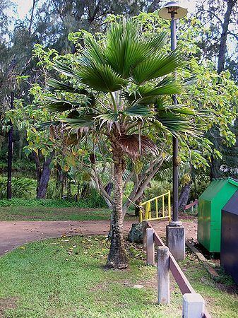 Pritchardia Pritchardia pacifica Palmpedia Palm Grower39s Guide