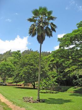 Pritchardia pacifica Pritchardia pacifica Meet the Plants National Tropical Botanical