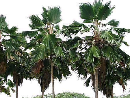 Pritchardia pacifica Pritchardia pacifica Palmpedia Palm Grower39s Guide