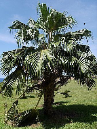 Pritchardia remota Pritchardia remota Palmpedia Palm Grower39s Guide