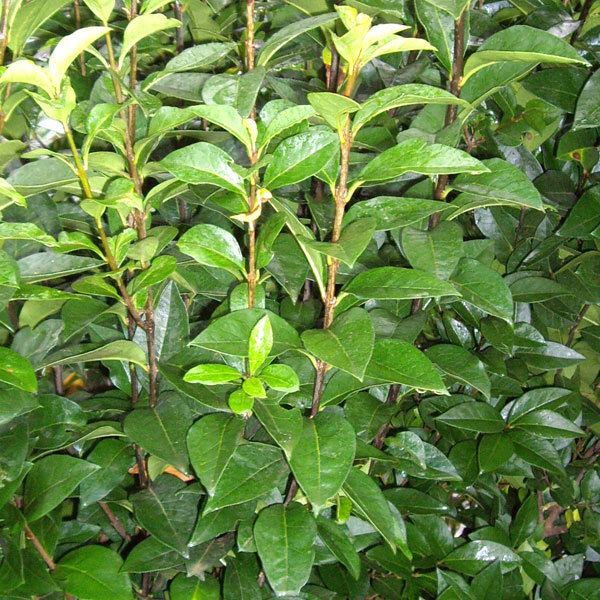 Privet Privet For HedgingEvergreen Privet Plants