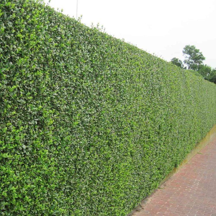 Privet Privet Hedge Plants Ligustrum ovalifolium Hedging