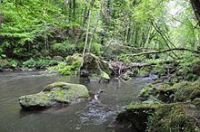 Prüm (river) httpsuploadwikimediaorgwikipediacommonsthu