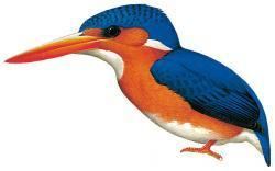 Príncipe kingfisher wwwhbwcomsitesdefaultfilesstyleslargeapub