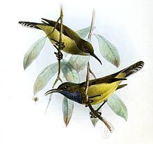 Príncipe sunbird httpsuploadwikimediaorgwikipediacommonsthu