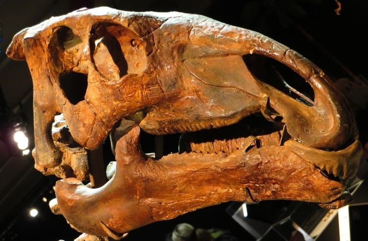 Probactrosaurus FileProbactrosaurus gobiensis skullJPG Wikimedia Commons