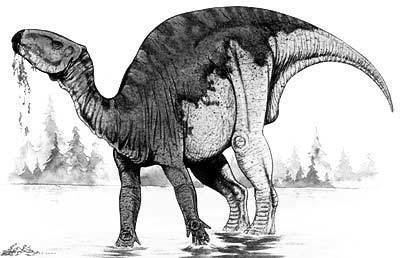 Probactrosaurus The Dino Directory Probactrosaurus Natural History Museum