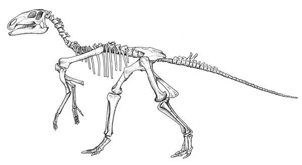 Probactrosaurus PROBACTROSAURUS