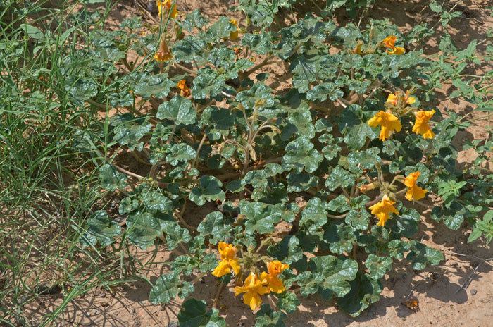 Proboscidea althaeifolia Proboscidea althaeifolia Desert Unicornplant Southwest Desert Flora