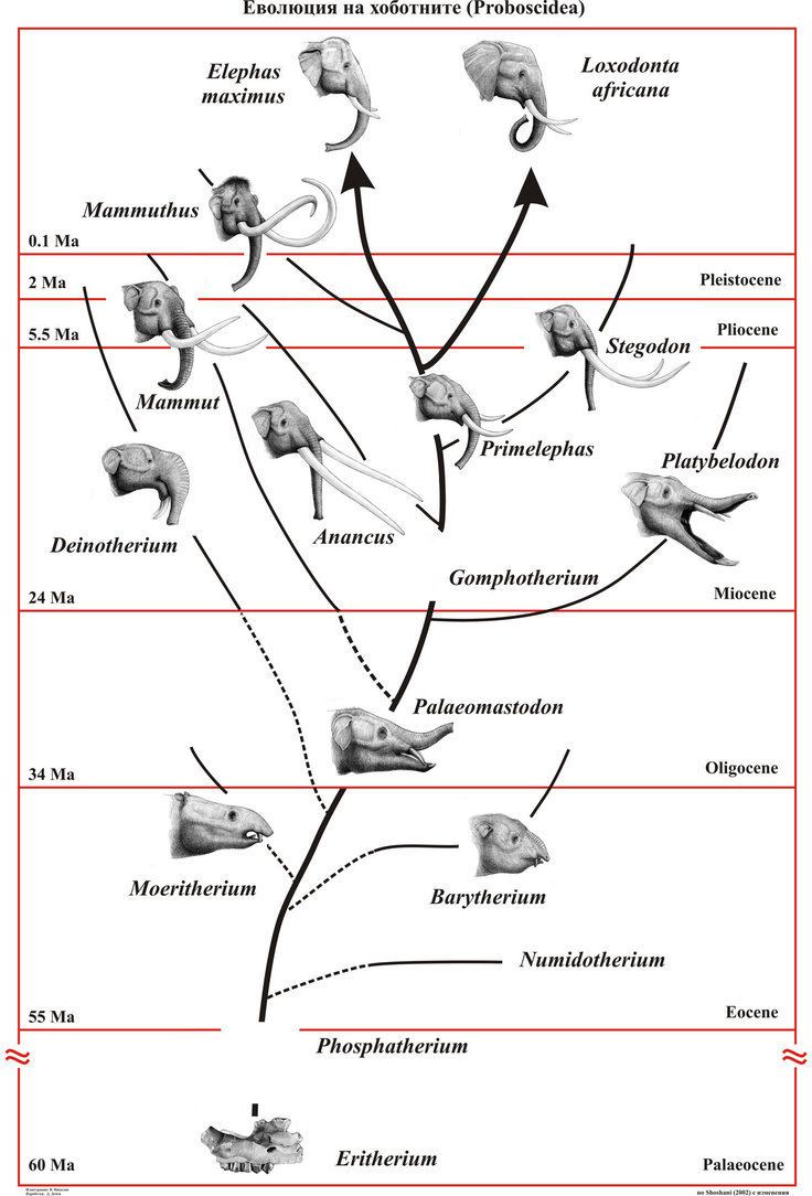 Proboscidea Evolution of Proboscidea by TPEKC on DeviantArt