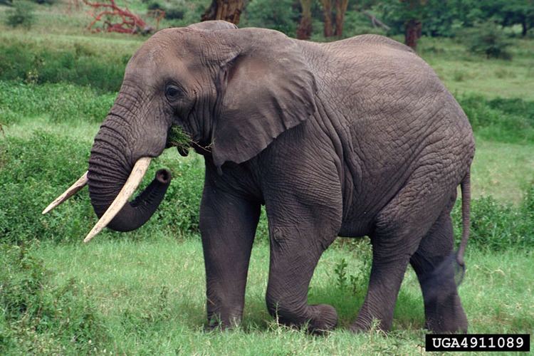 Proboscidea African Elephant Loxodonta africana Proboscidea Elephantidae