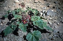Proboscidea parviflora httpsuploadwikimediaorgwikipediacommonsthu