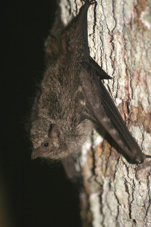 Proboscis bat And I Think to MyselfWhat A Wonderful World Creature Feature