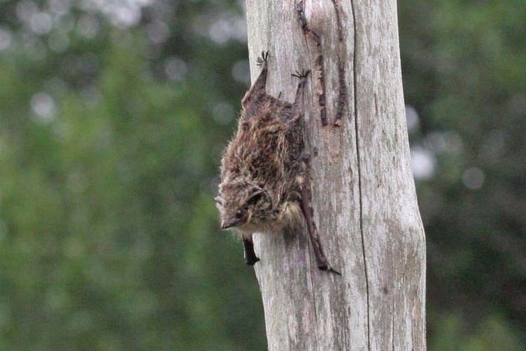 Proboscis bat Proboscis Bat
