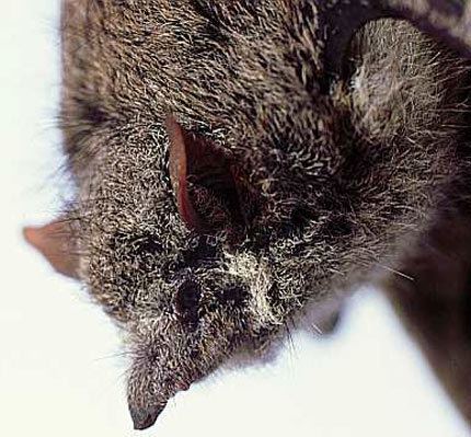 Proboscis bat wwwfactzoocomsitesallimgmammalsbatsprobosc