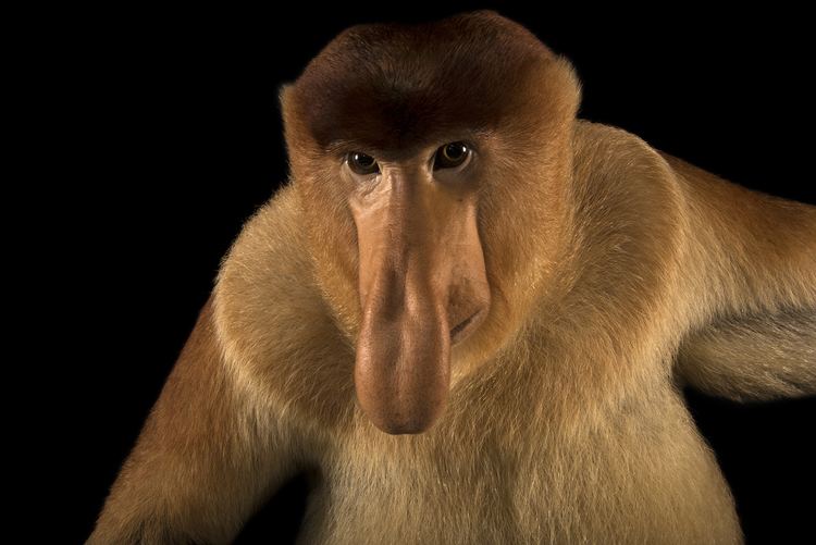 Proboscis monkey Proboscis Monkey National Geographic