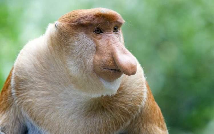 Proboscis monkey Proboscis Monkey Monkey Facts and Information