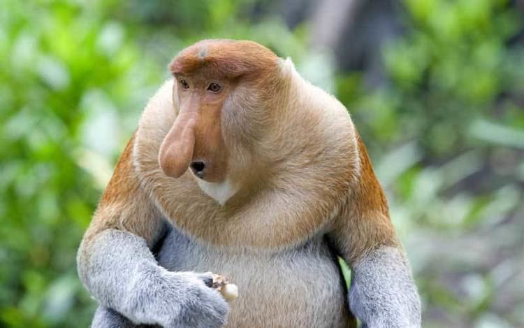 Proboscis monkey wwwmonkeyworldscomwpcontentuploadsProboscis