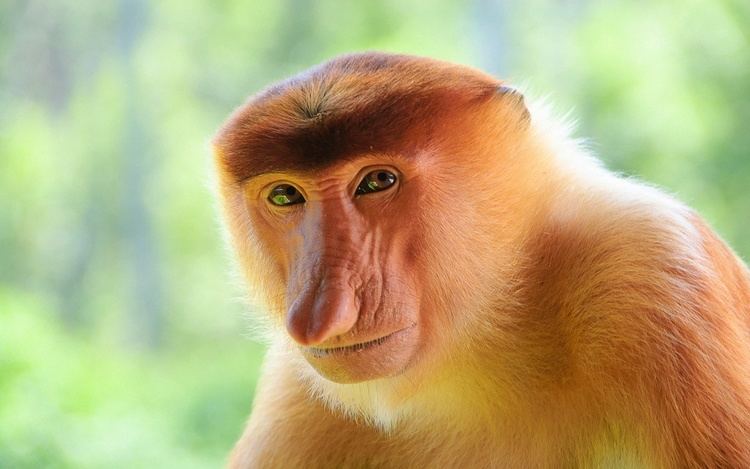 Proboscis monkey Proboscis Monkey ThingLink