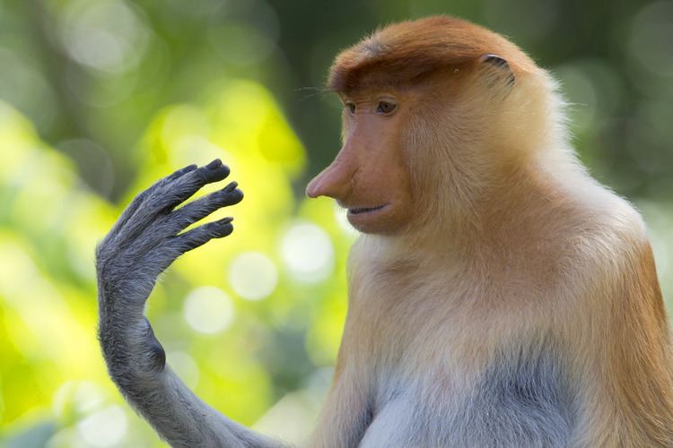Proboscis monkey PsBattle Proboscis monkey fixedly staring at its fingers