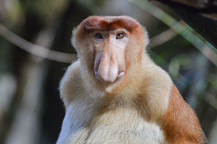 Proboscis monkey Proboscis Monkey Facts History Useful Information and Amazing Pictures
