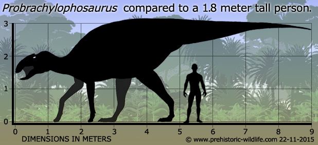 Probrachylophosaurus wwwprehistoricwildlifecomimagesspeciespprob