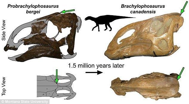 Probrachylophosaurus The 39superduck39 that reveals how dinosaurs got their crests Daily