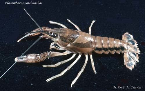 Procambarus Procambarus Pennides