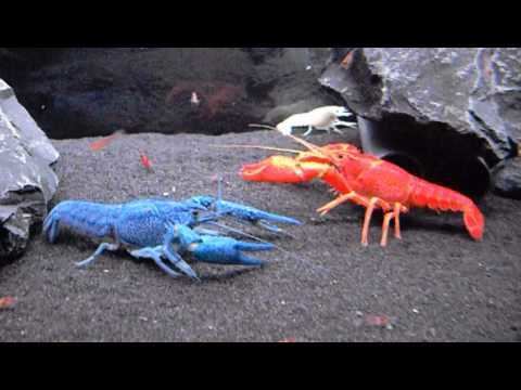 Procambarus Procambarus clarkii vs Procambarus alleni YouTube