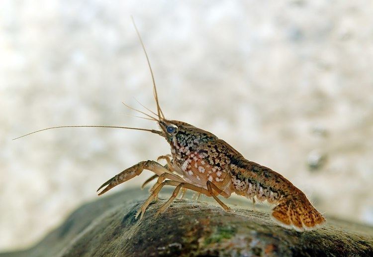 Procambarus Procambarus fallax Wikipedia