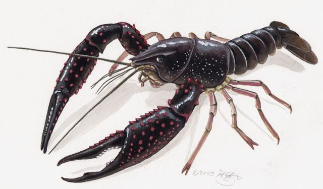 Procambarus animaldiversityorgcollectionscontributorsGrzim
