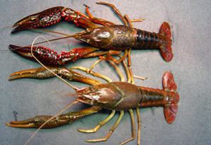 Procambarus clarkii FAO Fisheries amp Aquaculture Cultured Aquatic Species Information