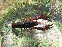 Procambarus clarkii httpsuploadwikimediaorgwikipediacommonsthu
