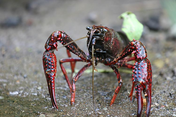 Procambarus clarkii Procambarus clarkii Wikipedia