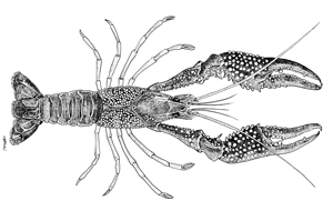 Procambarus clarkii FAO Fisheries amp Aquaculture Cultured Aquatic Species Information