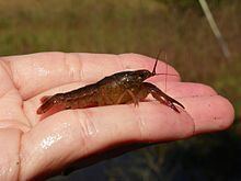 Procambarus econfinae httpsuploadwikimediaorgwikipediacommonsthu