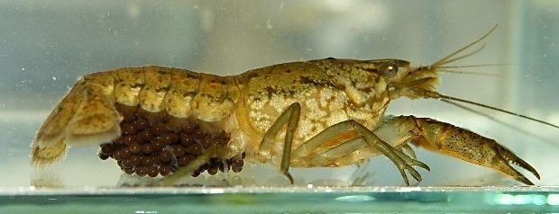 Procambarus fallax Image Procambarus fallax Deceitful Crayfish BioLibcz