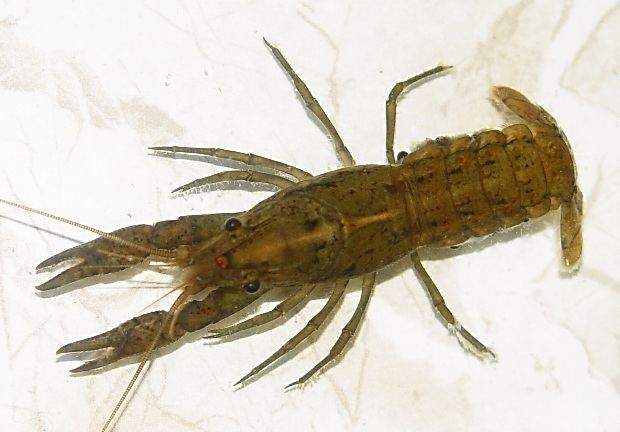 Procambarus fallax Procambarus fallax Deceitful Crayfish Image BioLibcz