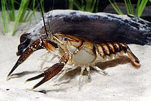 Procambarus lagniappe httpsuploadwikimediaorgwikipediacommonsthu