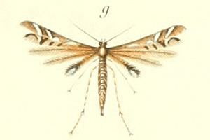 Procapperia maculatus