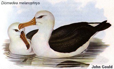 Procellariiformes The Earthlife Web Albatrosses Petrels and Relatives