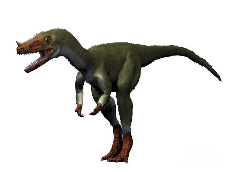 Proceratosaurus Proceratosaurus Pictures amp Facts The Dinosaur Database