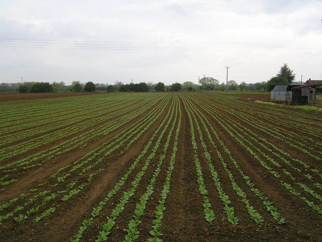 Processed Vegetable Growers' Association