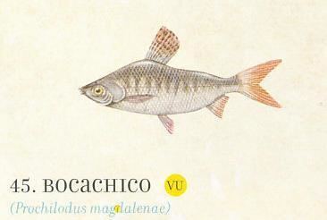 Prochilodus magdalenae Bocachico Prochilodus magdalenae Archivo El Tiempo ColArte El