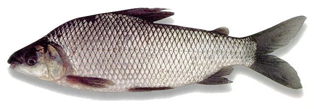 Prochilodus magdalenae Fish Identification